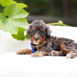 That Guy - Blue merle male Bernedoodle puppy in Spokane, Washington from Doodle Love