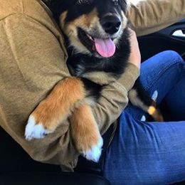 Australian Shepherd Puppies from Sassy Australian Shepherds