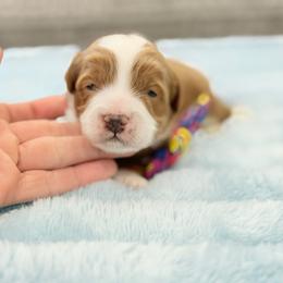 Blue - Caramel red male Australian Labradoodle puppy in Calhoun, Louisiana from Arrowhead Australian Labradoodles