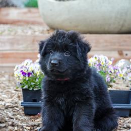 Pink collar - Black female German Shepherd puppy in Howell, Michigan from Sheyenne’s Shepherds