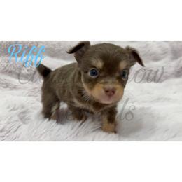 Riff (chocolate tan-point) - Chocolate and tan male Chihuahua puppy in Patchogue, New York from Cloudshadow Kennels
