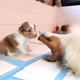 Shetland Sheepdog Puppies from Fancypants Shetland Sheepdogs