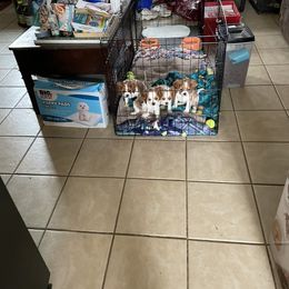 Cavalier King Charles Spaniel All Grown Up from Karen's Cavalier King Charles Spaniels