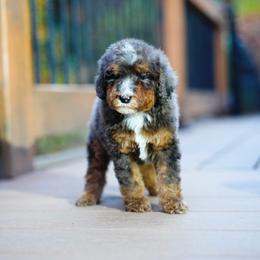 White collar - Blue merle male Bernedoodle puppy in Spokane, Washington from Doodle Love