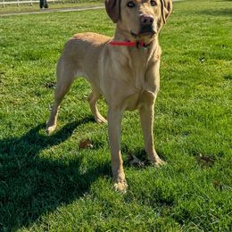 Cordova - Labrador Retriever