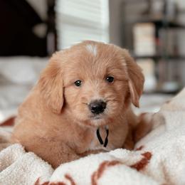 Jackson, Boy - Red  male Goldendoodle puppy in Maricopa, Arizona from Desert Ridge Doodles