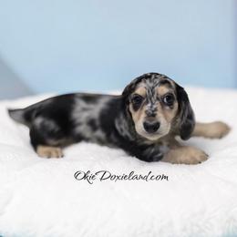 Crow - Black and cream male Dachshund puppy in Oklahoma City, Oklahoma from OkieDoxieland Dachshunds