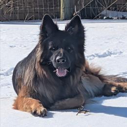 Loki - German Shepherd