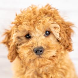 Finnegan (Finn) - Red male Cavapoo puppy in Erda, Utah from Country Lane Doodles