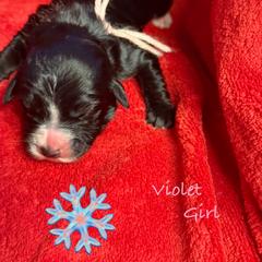 Violet - female Golden Mountain Doodle puppy in Rockville, Minnesota from Bracha Poodles & Doodles
