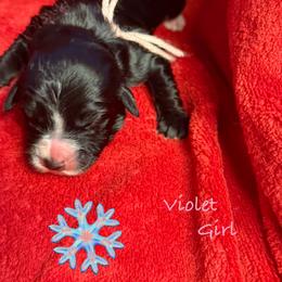 Violet - female Golden Mountain Doodle puppy in Rockville, Minnesota from Bracha Poodles & Doodles