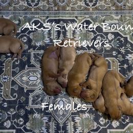 Girl 5 - Yellow female Labrador Retriever puppy in Newport, North Carolina from AKS’s Water Bound Retrievers