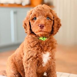 Rookie - Red  male Goldendoodle puppy in Hartwell, Georgia from BellaDoodles