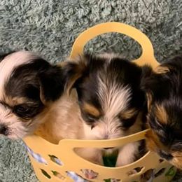 Yorkshire Terriers from Partin’s Yorkies