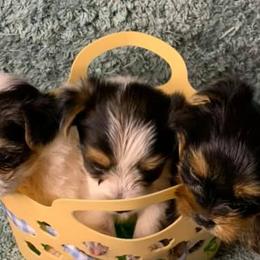Yorkshire Terriers from Partin’s Yorkies
