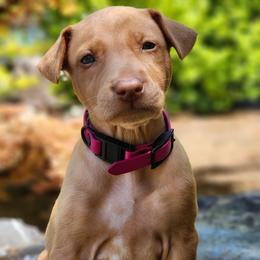 Cupid - Red golden female Pharaoh Hound puppy in Snohomish, Washington from ACE Pharaoh Hounds