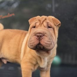 FatMan - Apricot dilute male Chinese Shar-Pei puppy in Salem, Ohio from WrinkleMonsters