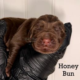 Honey Bun - Brown female Newfoundland puppy in Tully, New York from Bear Paw Newfoundlands