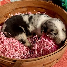 Flopsy - Blue merle female Miniature Australian Shepherd puppy in Port Saint Lucie, Florida from Charlene Brannon's Mini Australian Shepherds