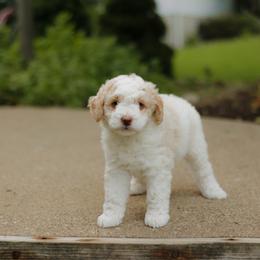 Bambi - female Australian Mountain Doodle puppy in Dalton, Ohio from Haven Doodles
