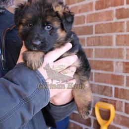 Girl 4 - Black and red female German Shepherd puppy in Mount Vernon, Missouri from German Haus German Shepherds LLC