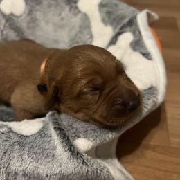 Buster - Yellow male Labrador Retriever puppy in North Chesterfield, Virginia from Lake Crystal Farms Labradors