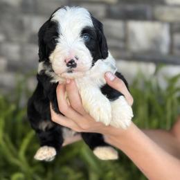Victor - Tri-color male Double Doodle puppy in Millersburg, Ohio from T Sanctum