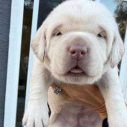 Orange - Champagne female Dilute Retriever puppy in Orangevale, California from NorCal Silver & Coal Labradors