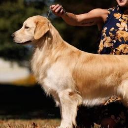 Eric - Golden Retriever