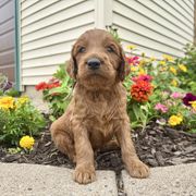 Ono - Red male Irish Doodle puppy in Hammond, Wisconsin from Queen of the Hill Puppies