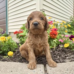 Ono - Red male Irish Doodle puppy in Hammond, Wisconsin from Queen of the Hill Puppies
