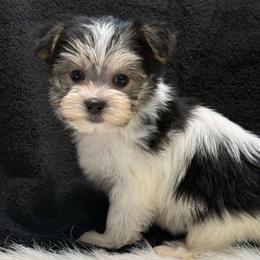 Niecy - Parti female Yorkipoo puppy in Lebanon, Kentucky from Mosaic Merle Doodles