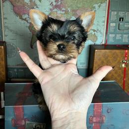 Dale - Black and gold male Yorkshire Terrier puppy in Kendallville, Indiana from Yorkies Kisses