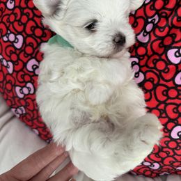 Teddy - White male Maltese puppy in Live Oak, Florida from Pupkin’s Maltese