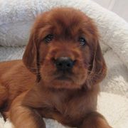 Irish Setter Puppies from Lakeside Irish Setters