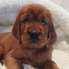 Irish Setter Puppies from Lakeside Irish Setters