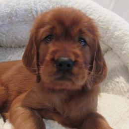 Irish Setter Puppies from Lakeside Irish Setters