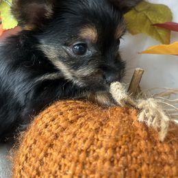 Oliver - Black and tan male Yorkshire Terrier puppy in Riverside, California from Empire Yorkies