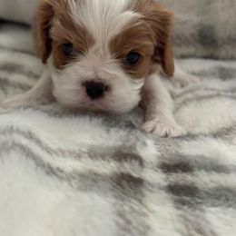 Cavalier King Charles Spaniel Puppies from Donavan Rogers