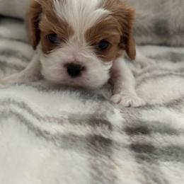 Cavalier King Charles Spaniel Puppies from Donavan Rogers