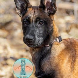 Light pink collar female - Fawn female Belgian Malinois puppy in Fredonia, Arizona from Zion Malinois