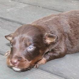 Habanero - Red tri-color male Australian Shepherd puppy in Macon, Georgia from Shaina’s Shepherds