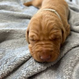 Gray - Golden rust male Vizsla puppy in Maineville, Ohio from Izabella Vizslas