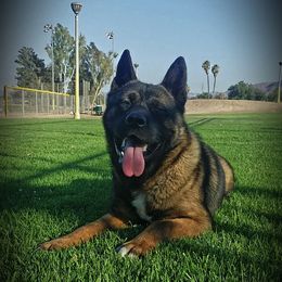 Akita from Midnight Akitas