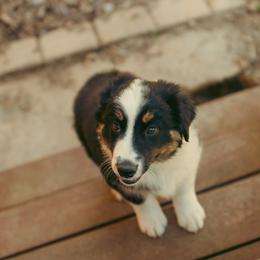 Luna - Black tri-color female Australian Shepherd puppy in Cotati, California from Tried and True Aussies