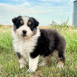 Cain - Black tri-color male Australian Shepherd puppy in Wauneta, Nebraska from 4H Aussies