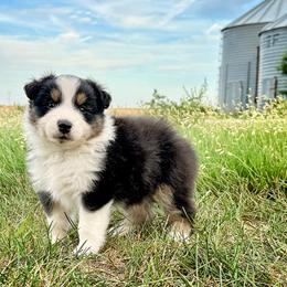Cain - Black tri-color male Australian Shepherd puppy in Wauneta, Nebraska from 4H Aussies