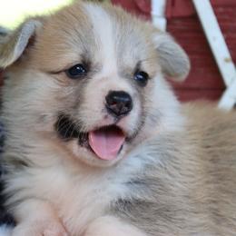 Bijou - Red female Pembroke Welsh Corgi puppy in Pollock, Missouri from Northstar