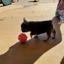 Boston Terrier and French Bulldog Puppies from Freedom Bostons