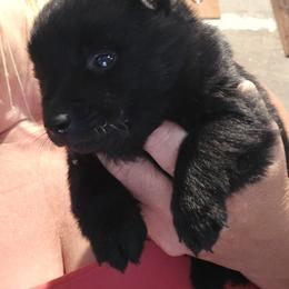 Black boy - Black male Schipperke puppy in Alcester, South Dakota from Dakota Dreamin Schipperkes